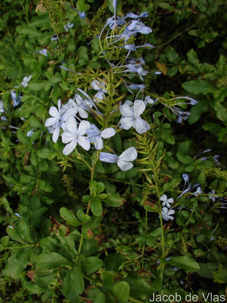 Plumbago auriculata Lam.